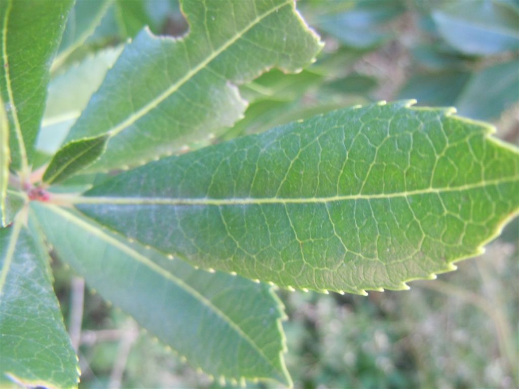 Campanelle a grappoli - Arbutus unedo